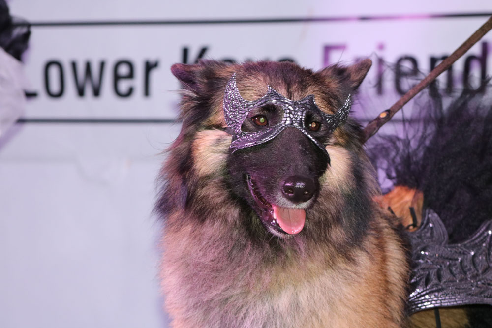 Pet Masquerade 2017 photo - Duval Street, Key West